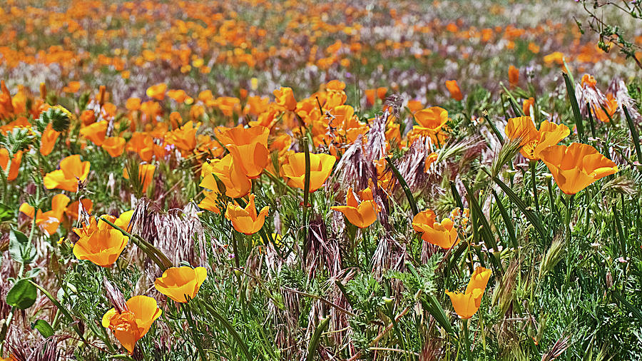 California Poppies in Antelope Valley CA Poppy Reserve #2 Photograph by Ruth Hager