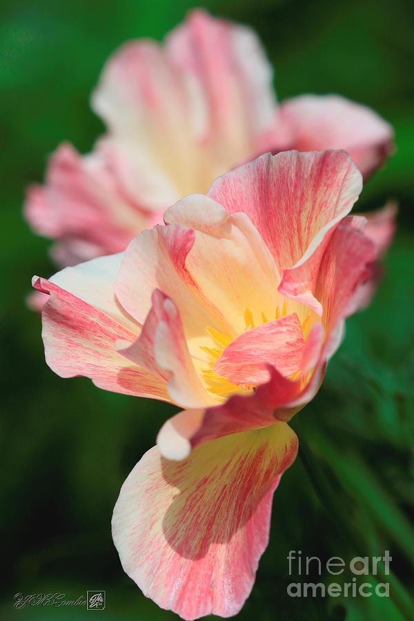 California Poppy named Rosa Romantica #1 Photograph by J McCombie