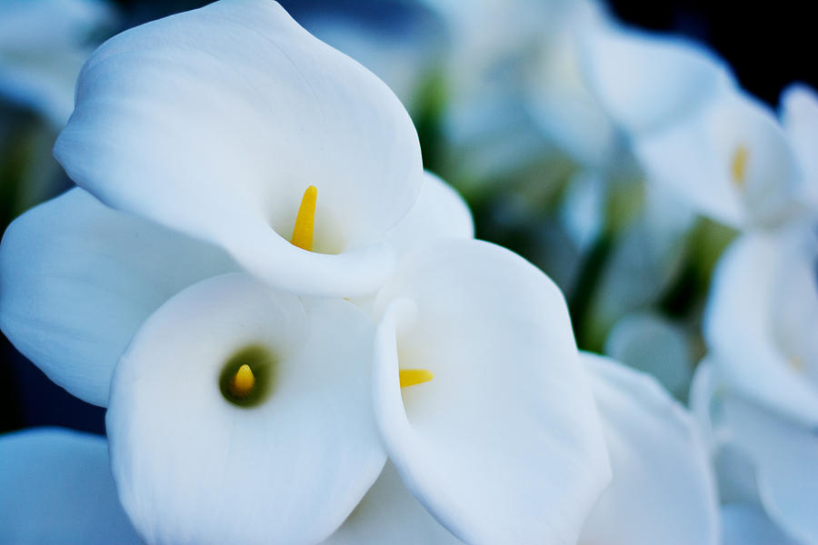 Flower Photograph - Calla lilly flowers  #2 by Newnow Photography By Vera Cepic