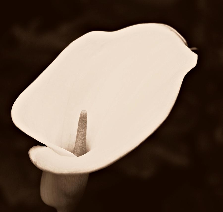 Flower Photograph - Calla Lily #2 by Cathie Tyler