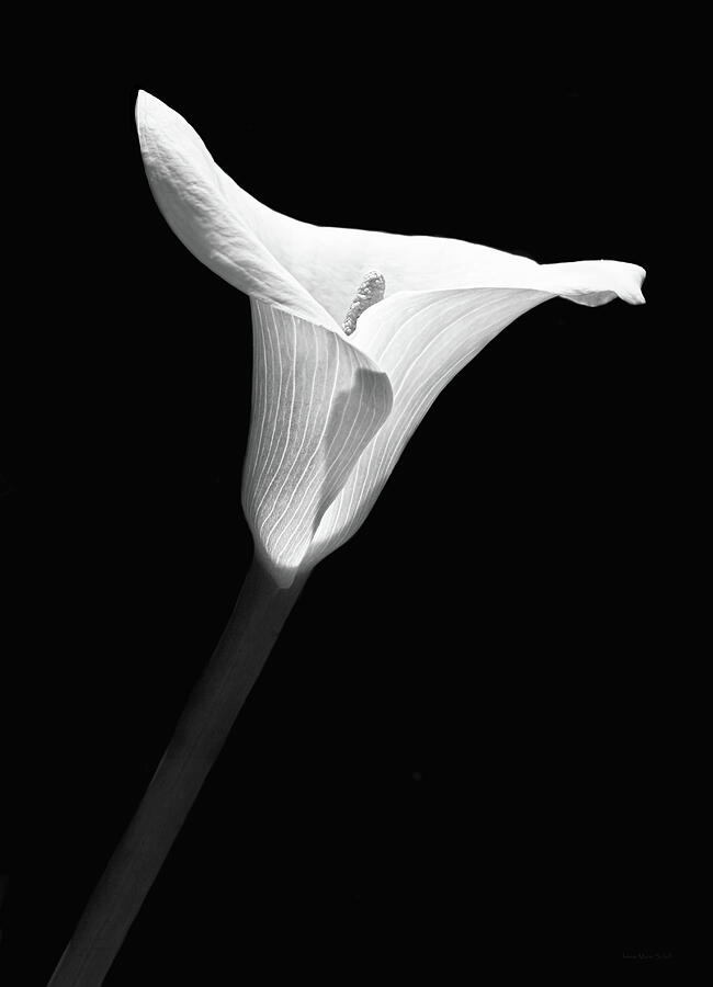 Calla Lily Flower Black and White Photograph by Jennie