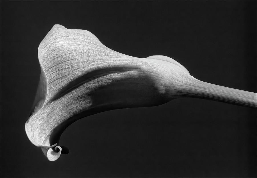 Calla Lily #2 Photograph by Robert Ullmann