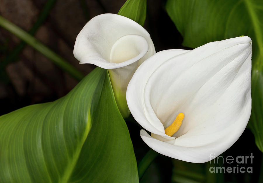 Calla-lily - Zantedeschia aethiopica #2 Photograph by Anthony Totah