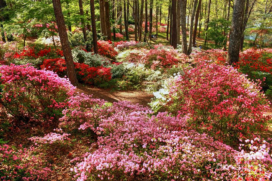 2-callaway-gardens-azaleas-in-springtime-charlene-cox.jpg