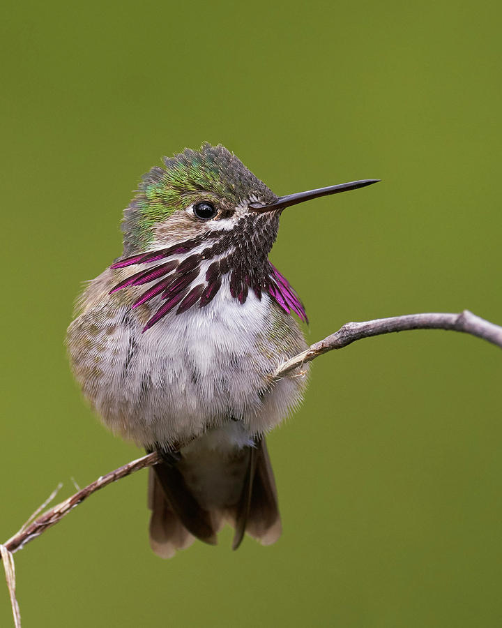 Calliope Hummingbird Photograph by Doug Herr