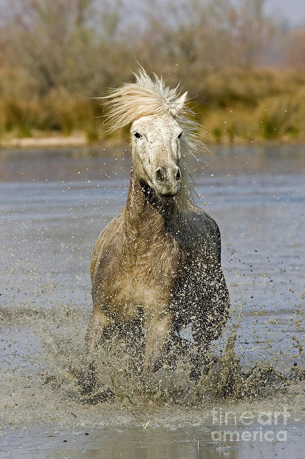 Camargue Horse #2 Photograph by Gerard Lacz