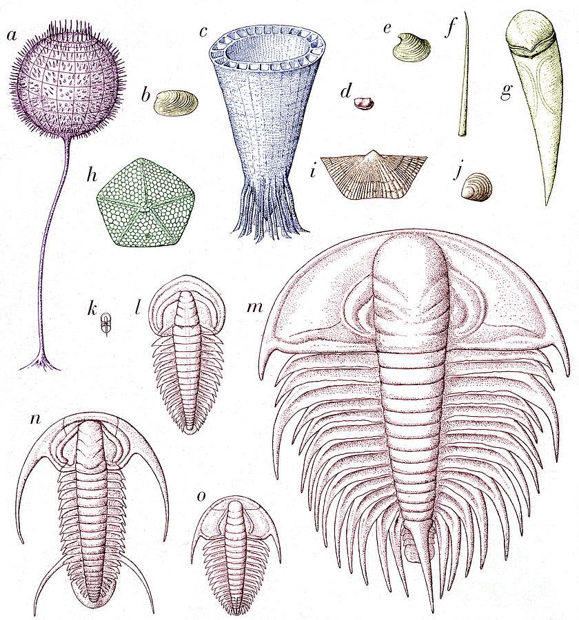 Cambrian Fauna #2 Photograph by Science Source