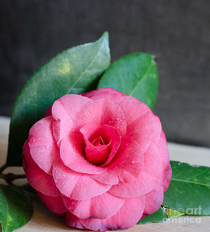 Camellia #2 Photograph by Andrea Anderegg