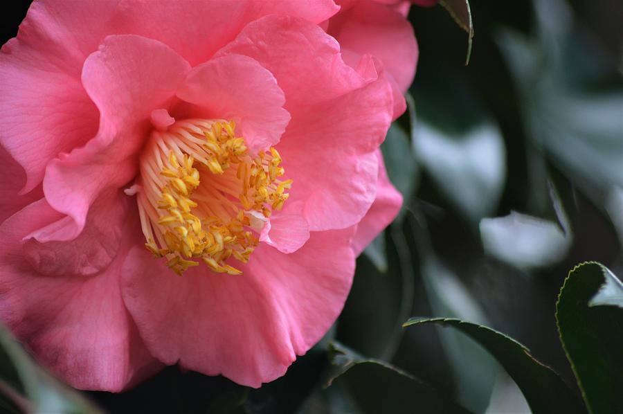 Camellia Beauty #2 Photograph by Warren Thompson
