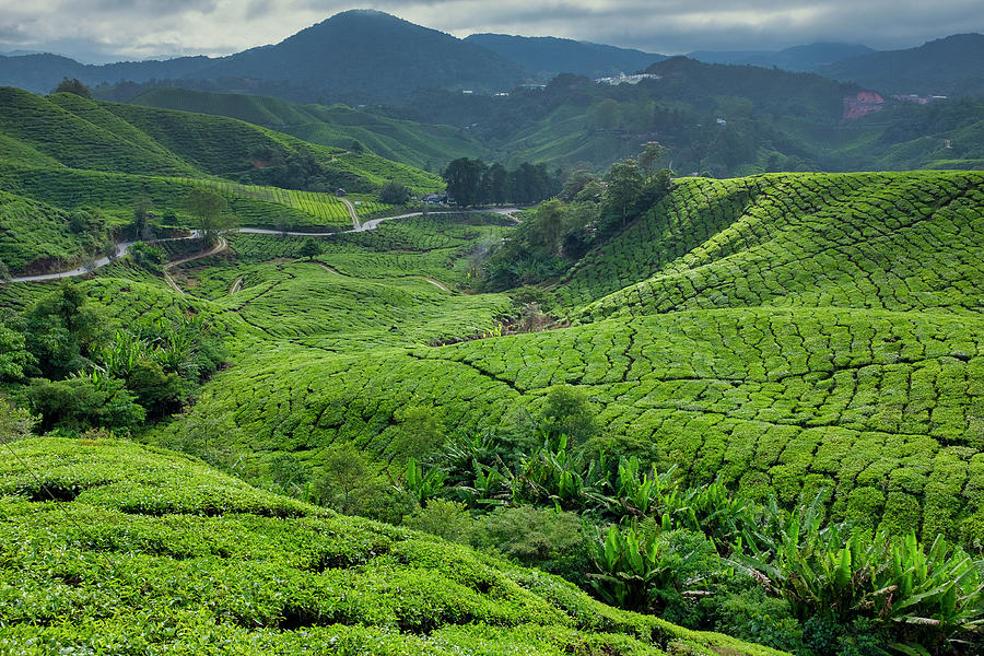 Cameron Highlands Tea Plantation #2 Photograph by Fabrizio Troiani