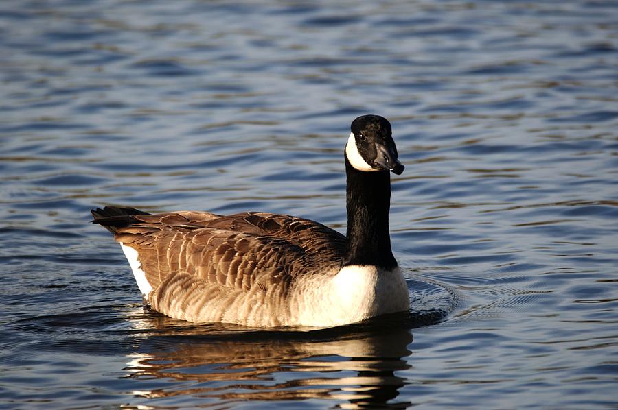 Canada Goose #2 Photograph by Chris Day