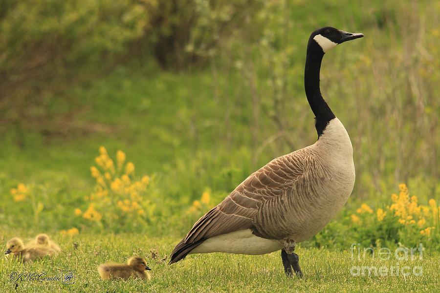 Canada Goose Family #1 Photograph by J McCombie