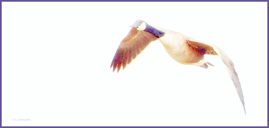Canada Goose in Flight #2 Digital Art by A Macarthur Gurmankin