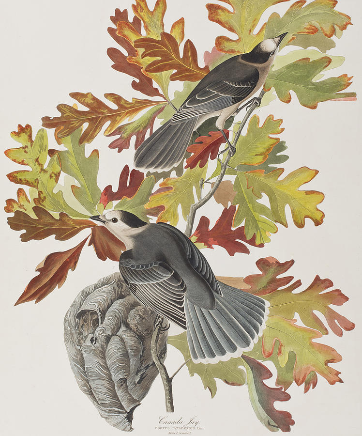 John James Audubon Painting - Canada Jay by John James Audubon