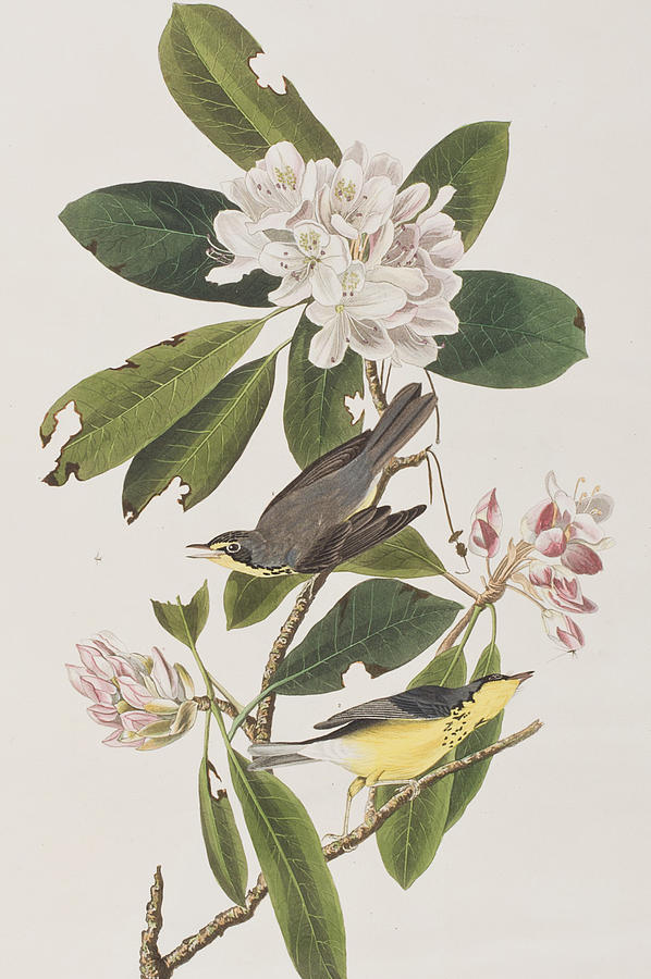 John James Audubon Painting - Canada Warbler by John James Audubon