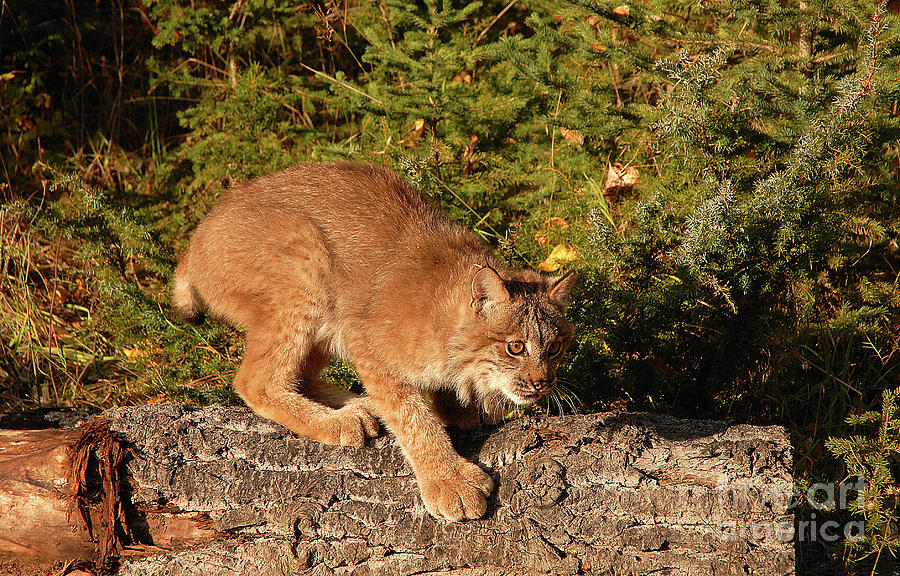 Canadian Lynx #2 Photograph by Dennis Hammer