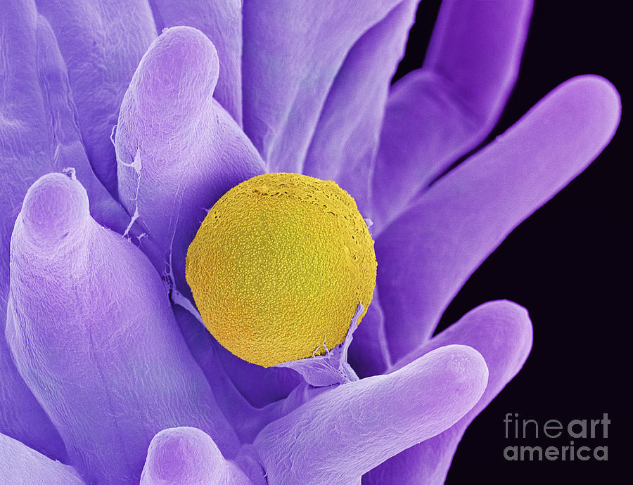 Cannabis Pollen in Stigma #2 Photograph by Ted Kinsman