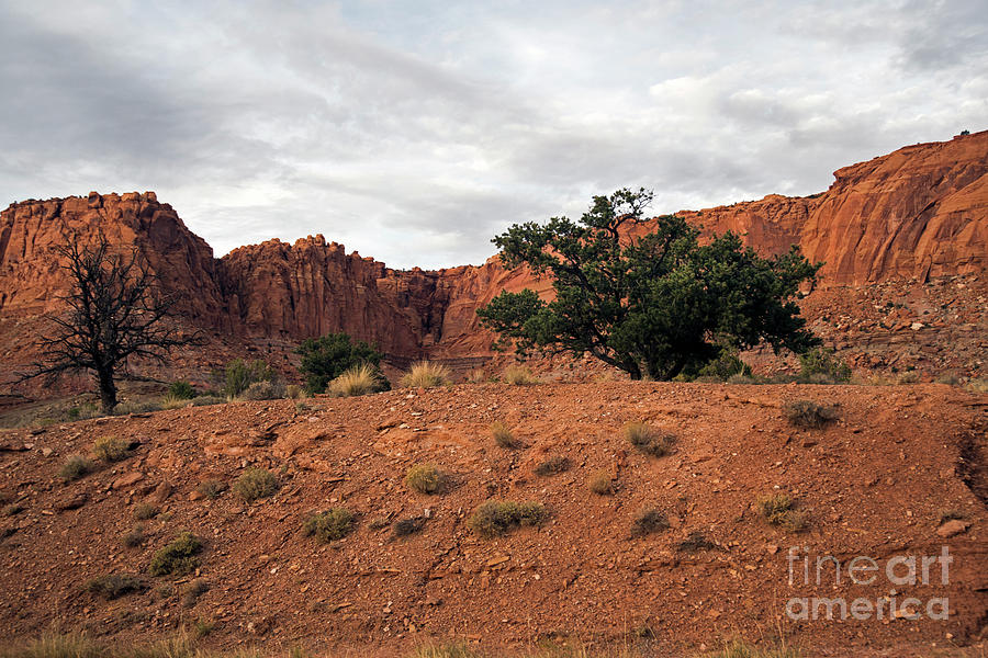 Capital Reef National Park #2 Photograph by Cindy Murphy - NightVisions