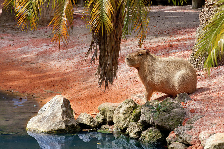 Capybara - Hydrochoerus hydrochaeris #2 Photograph by Anthony Totah