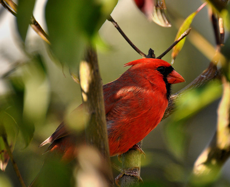 Cardinal Photograph - Cardinal 2 #2 by Todd Hostetter