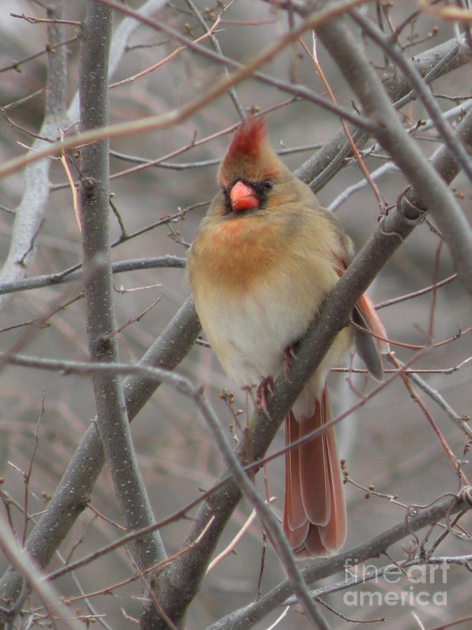 Cardinal - Female by Joanne Young Cardinal - Female by Joanne Young