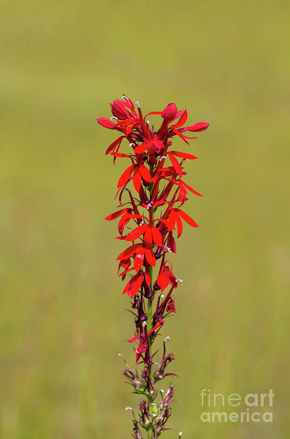 Cardinal Flower #2 Photograph by Les Palenik