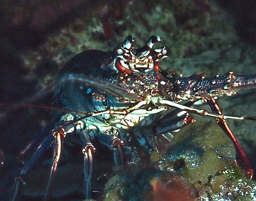 Caribbean Reef Lobster #2 Photograph by Amy McDaniel