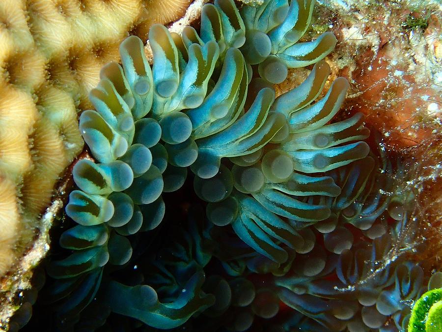 Carpet Anemones Photograph by Nina Banks