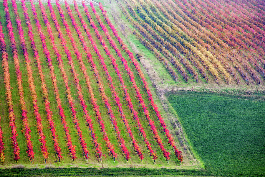 Castelvetro di Modena, vineyards in Autumn #2 Photograph by Francesco Riccardo Iacomino