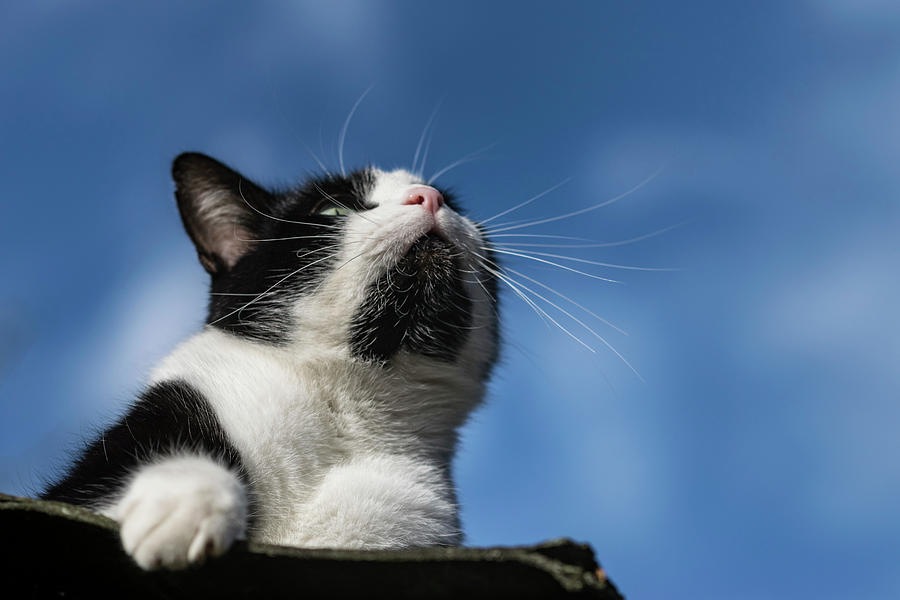 Cat Photograph - Cat art by TouTouke A Y Cat Photograph - Cat art by TouTouke A Y