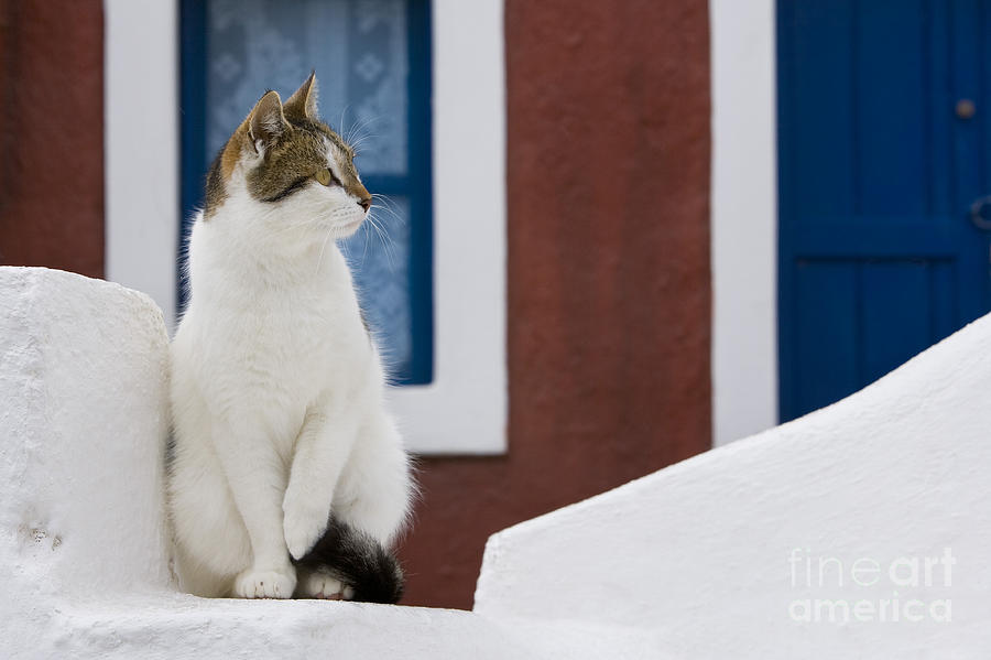 Cat On A Wall, Greece #2 Photograph by Jean-Louis Klein & Marie-Luce Hubert