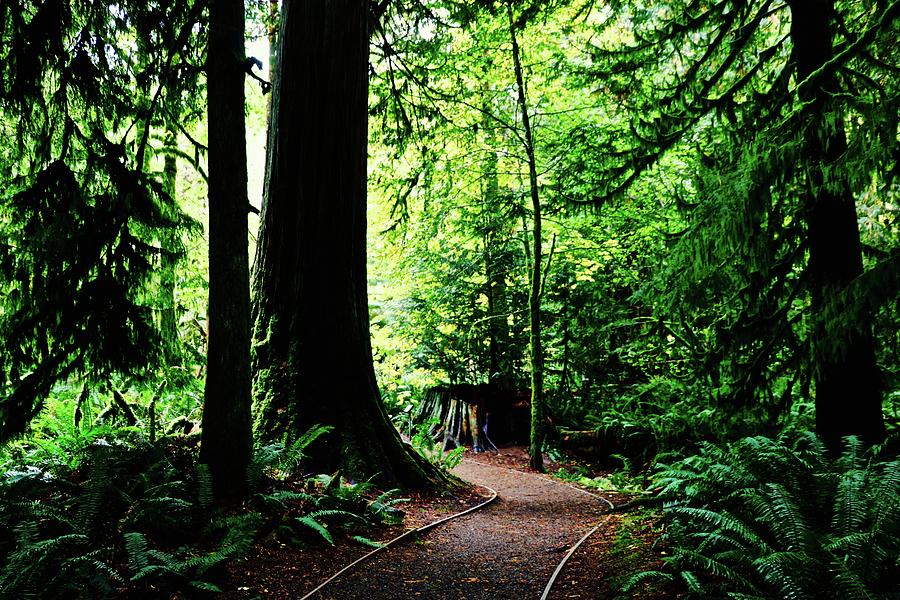 Cathedral Grove #2 Photograph by Brian Sereda