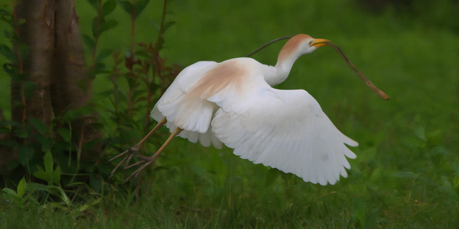Cattle Egret In Flight With Nest Material - Digitalart Photograph