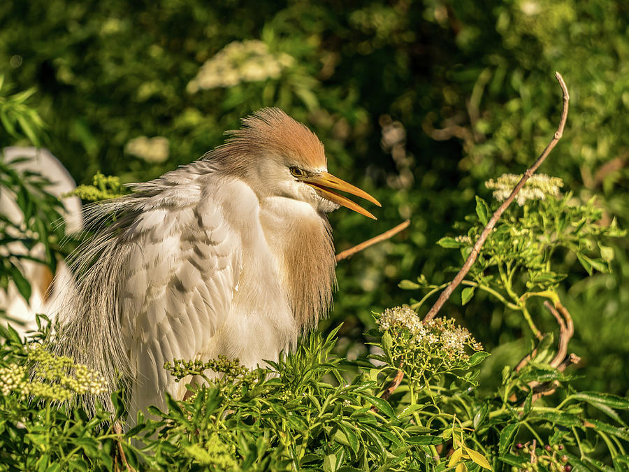 Cattle Egret #2 Photograph by Jane Luxton