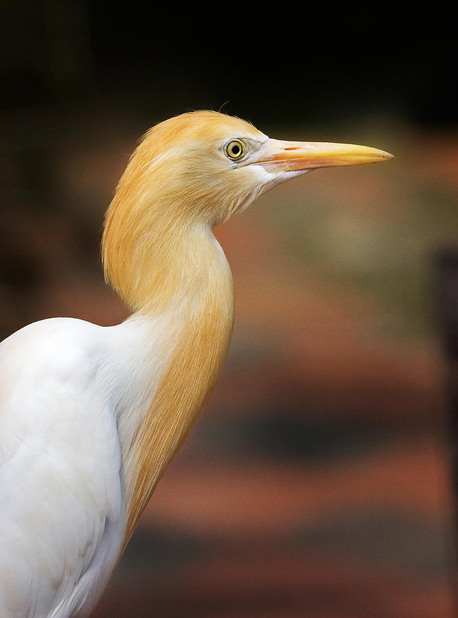 Cattle Egret #2 Photograph by Louise Heusinkveld