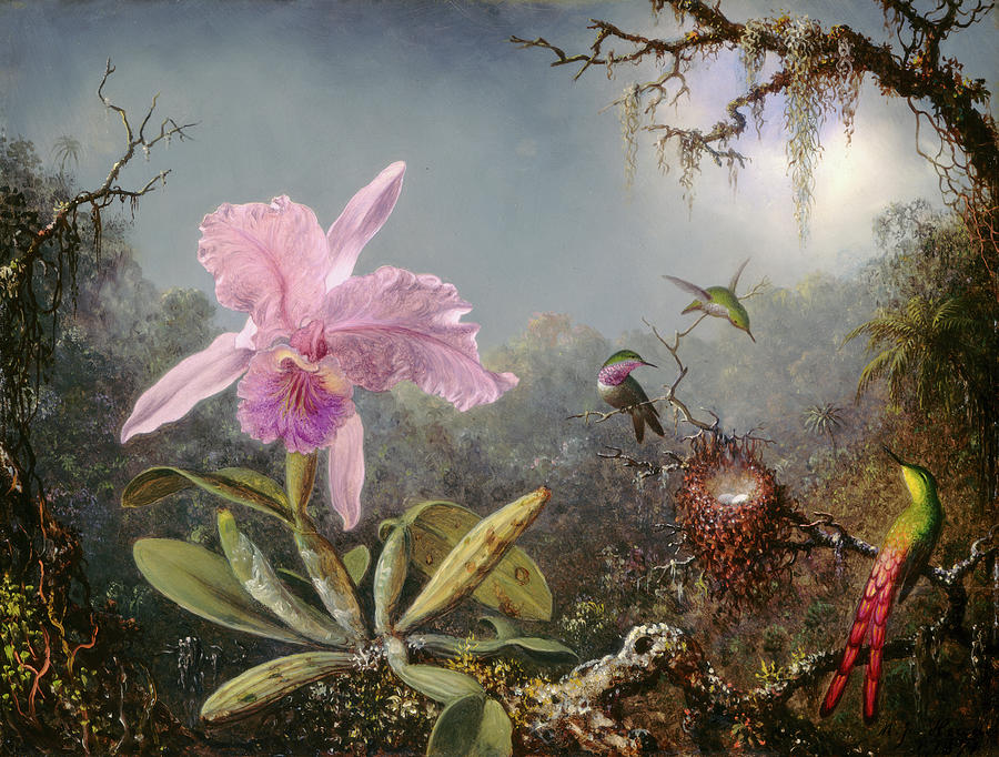 Cattleya Orchid and Three Hummingbirds #7 Painting by Martin Johnson Heade
