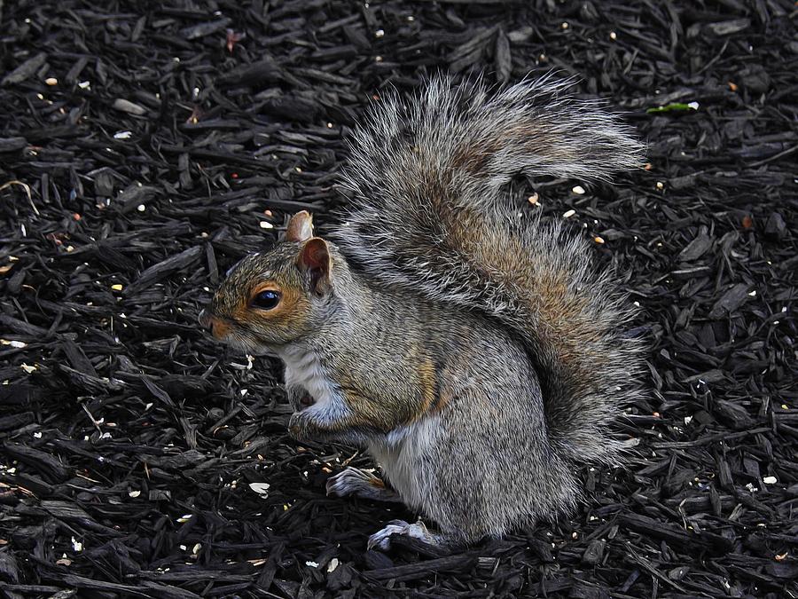 Squirrel Photograph - Caught Looking #2 by Tony Ambrosio