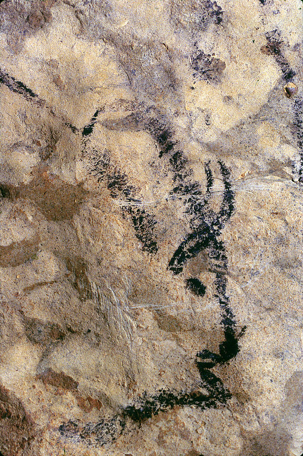 Paleolithic Photograph - Cave Art: Bison #2 by Granger