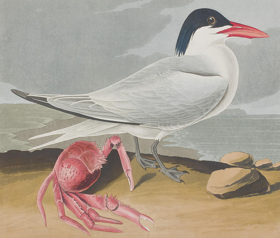 John James Audubon Painting - Cayenne Tern by John James Audubon