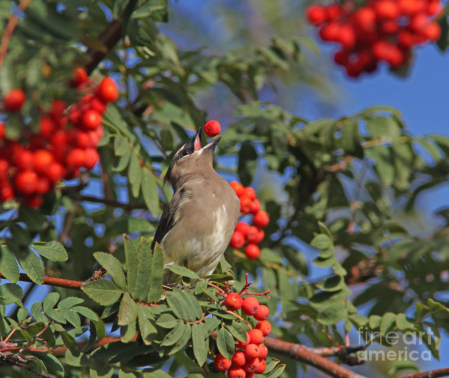 Bird Photograph - Cedar Waxwing #2 by Gary Wing