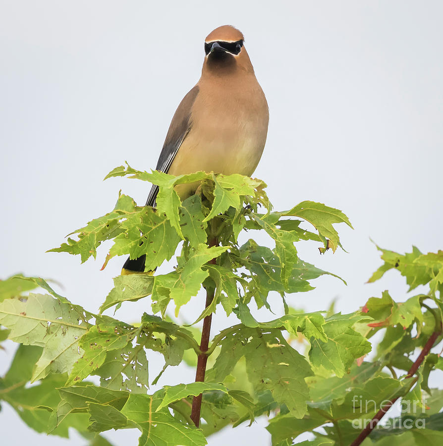 Canon Photograph - Cedar Waxwing by Ricky L Jones Canon Photograph - Cedar Waxwing by Ricky L Jones