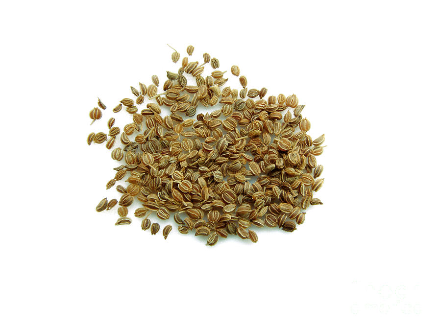 Celery Seeds 2 Photograph by Scimat Fine Art America