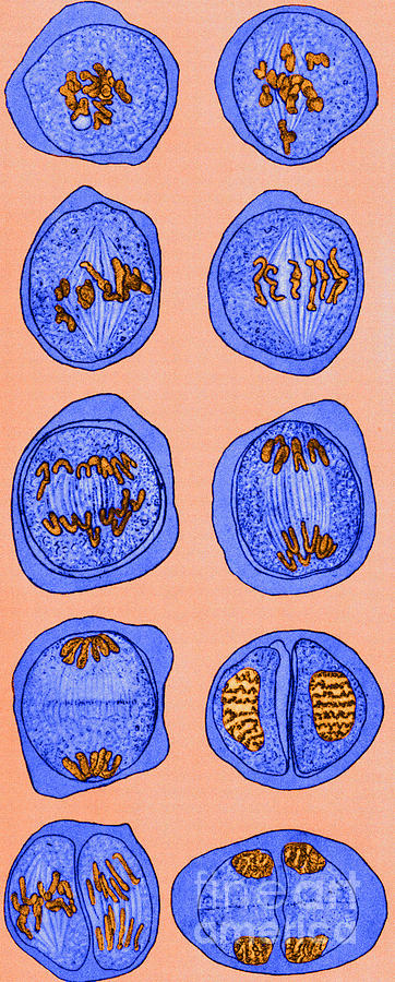 Cell Division, Illustration #2 Photograph by Science Source