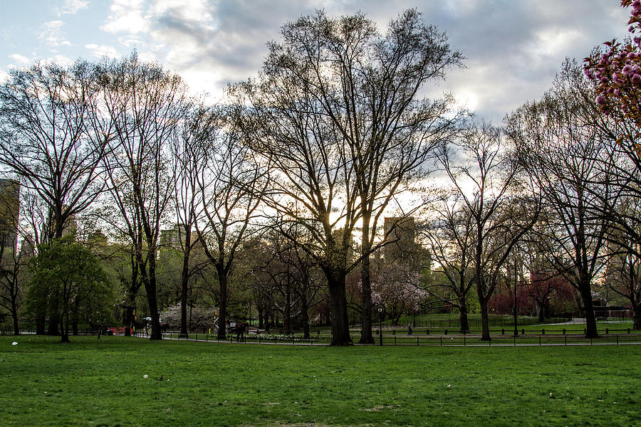 Central Park Views Photograph