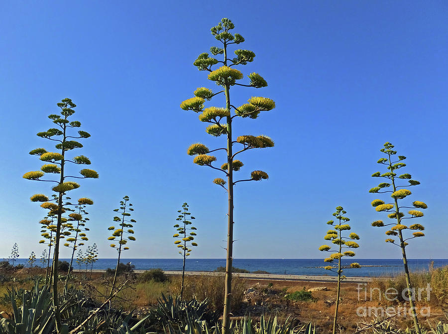 Century in flower by Mary Attard Century in flower by Mary Attard