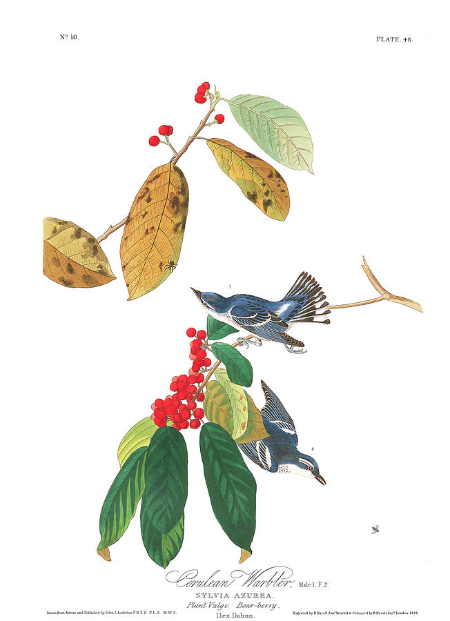 John James Audubon Painting - Cerulean Warbler #2 by John James Audubon