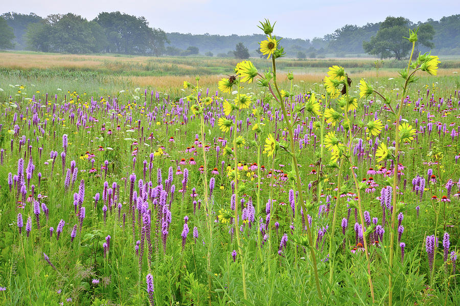 Chain-o-Lakes Wildflowers #2 Photograph by Ray Mathis
