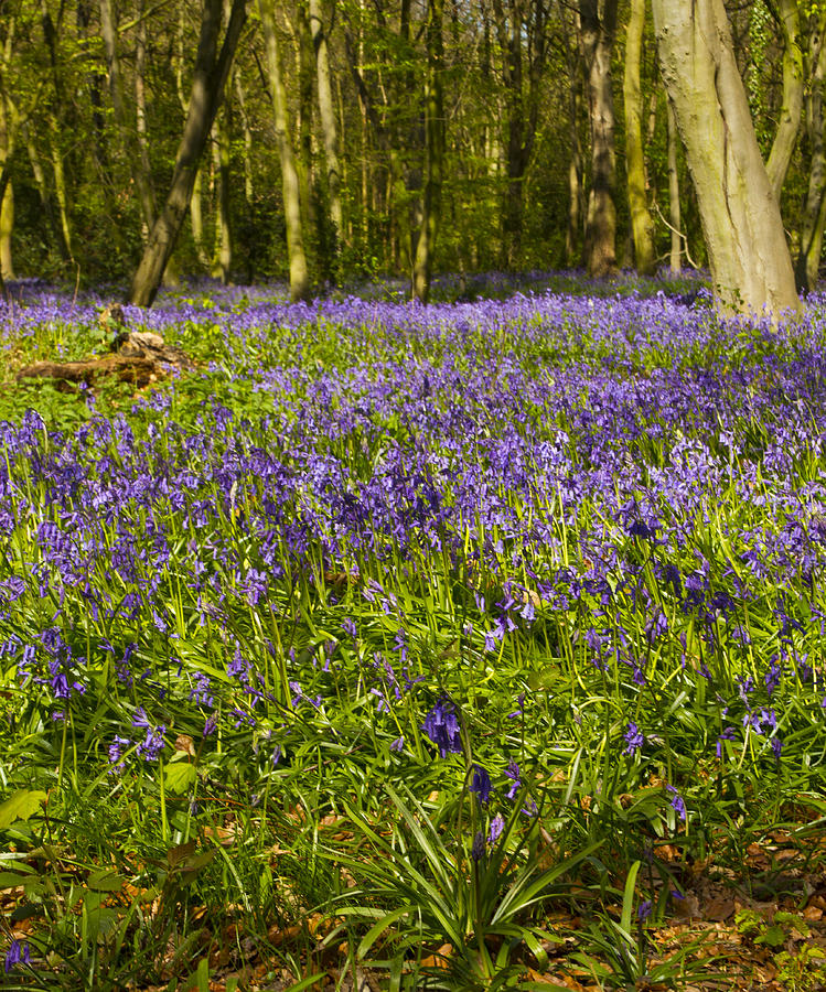 Flower Photograph - Chalet Bluebell Woods #2 by David French
