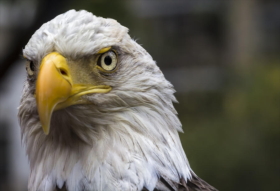 Challenger the Bald Eagle #2 Photograph by Robert Ullmann