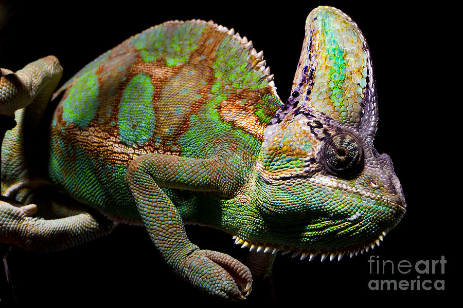 Chameleon Lizard #2 Photograph by Gunnar Orn Arnason
